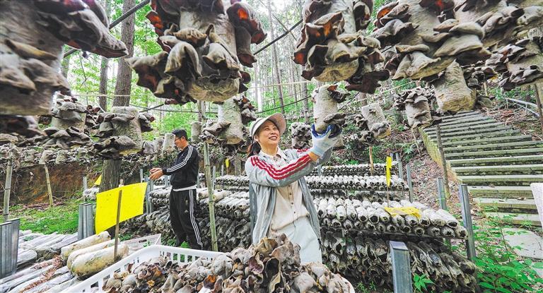 展产业调研】林下生金不朽情缘【高质量发(图3)